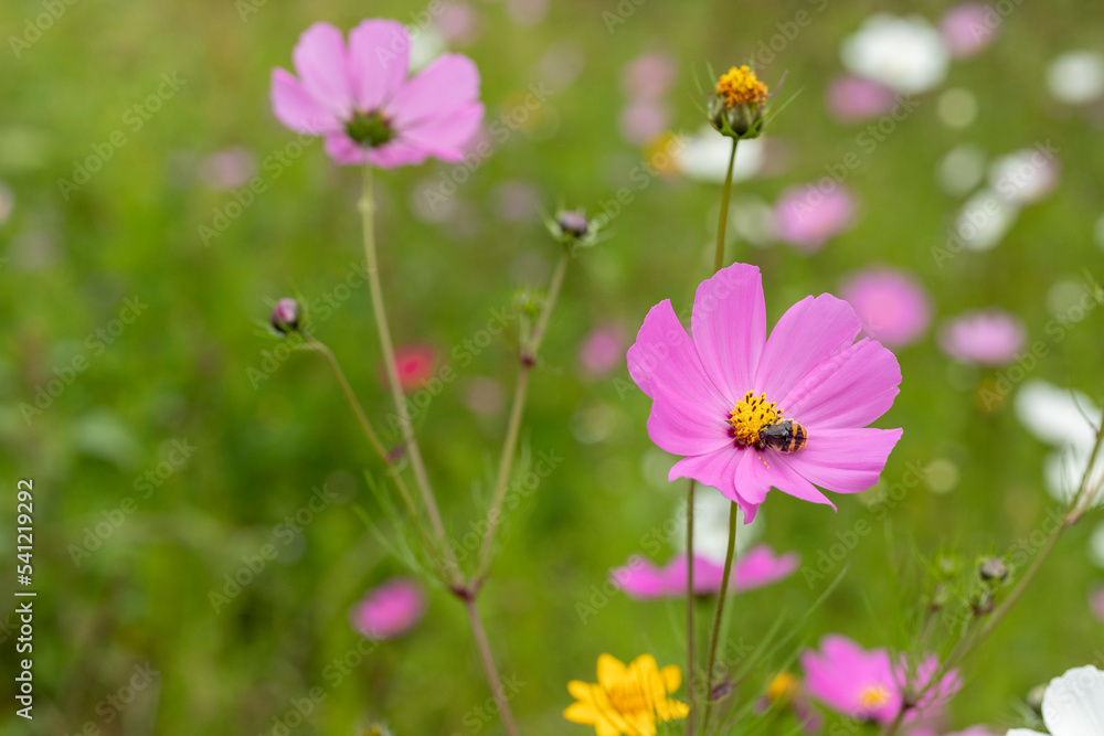 Close up to Mirasol flowers or cosmos bipinnatus , in the field outdoors Close up to Mirasol flowers or cosmos bipinnatus , in the field outdoors