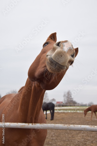 Horse making a silly face  © Weronika Nawrocka