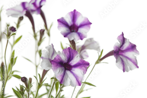 Fototapeta Naklejka Na Ścianę i Meble -  White-purple petunia flowers isolated on white background.