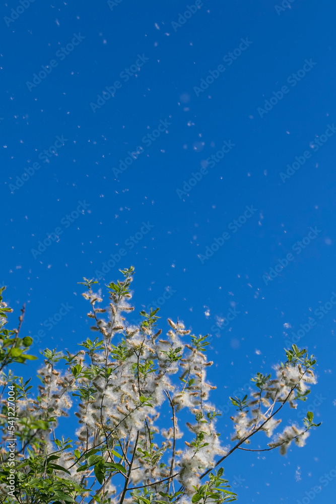 white light down willow seeds scatter in a sunny summer park during allergy season