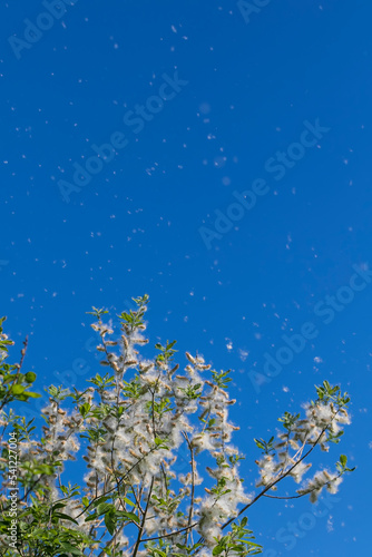 white light down willow seeds scatter in a sunny summer park during allergy s...