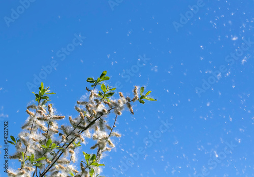 white light down willow seeds scatter in a sunny summer park during allergy s...