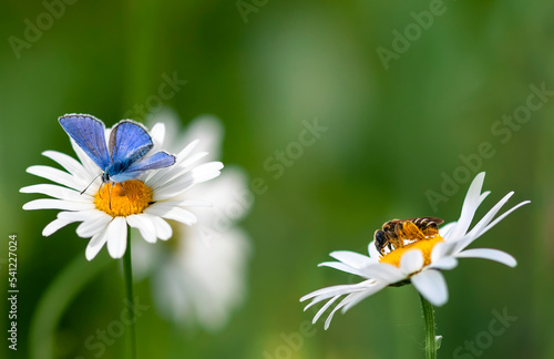 natural background with butterfly and bee sitting on chamomile flowers on sum...