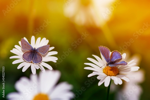 natural background with two butterflies sitting on chamomile flowers on a sum...