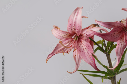 Bouquet of beautiful lilies of unusual color Isolated on a grey background.