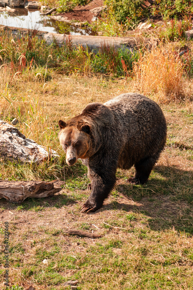 Brown Grizzly bear walking in green grass with smug look on it’s face Brown Grizzly bear walking in green grass with smug look on it’s face