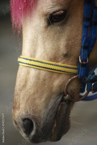 colorful closeup of a horse