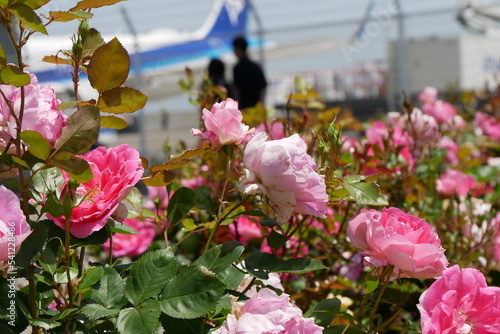 ピンクの薔薇とカップルと飛行機