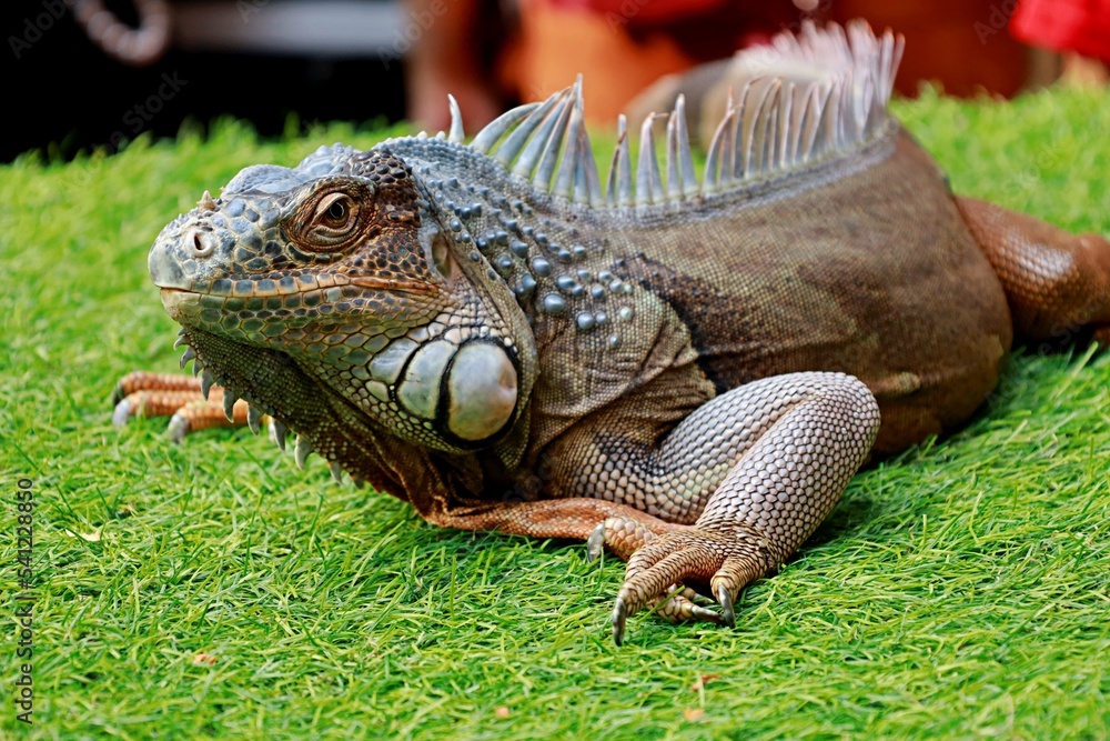 Fototapeta premium Green Iguana looking at camera