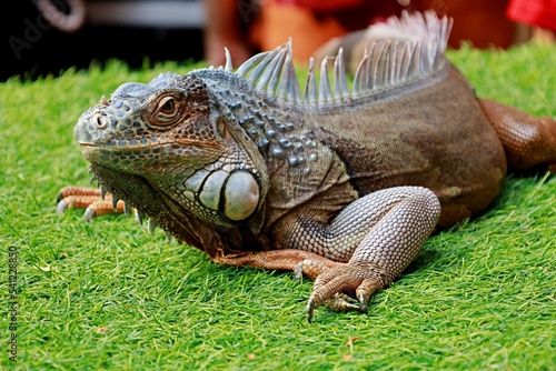 Green Iguana looking at camera