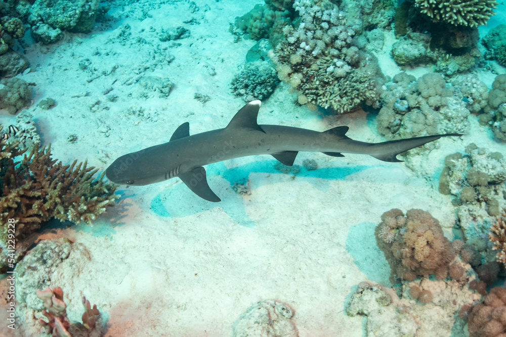 Fototapeta premium Reef shark