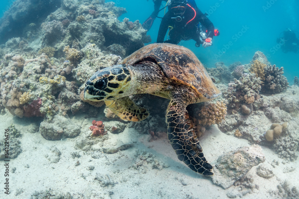 Obraz premium Turtle in the water