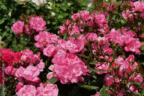 鮮やかなピンクの薔薇たち