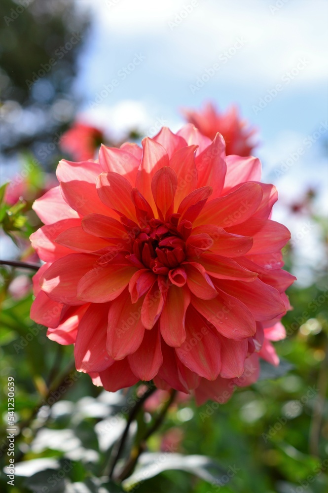 赤色 ダリア dahlia 赤色 ダリア dahlia