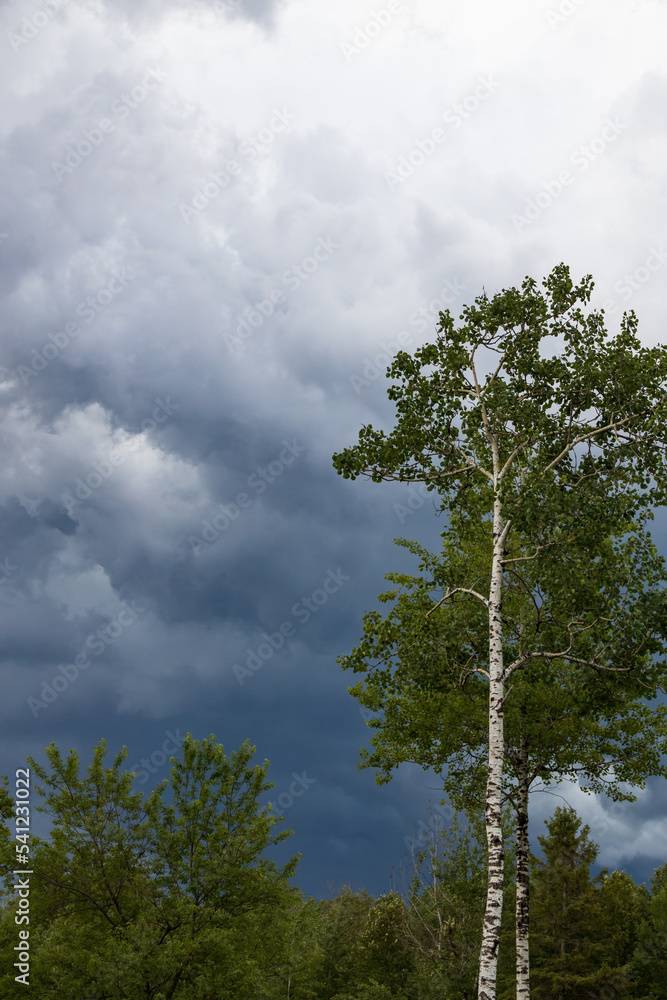 Dark storm clouds in the sky and silhouette of trees Dark storm clouds in the sky and silhouette of trees