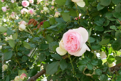 白とピンクの薔薇
