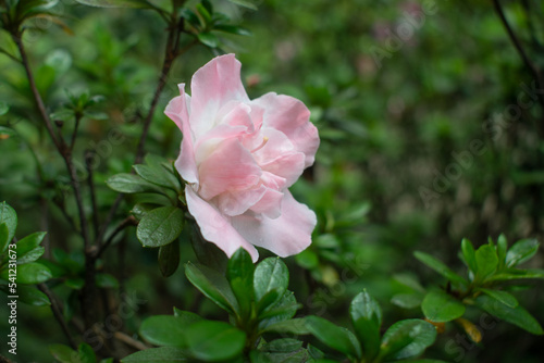 pink flower with delicate pink petals in garden with dewdrops on a fresh morning