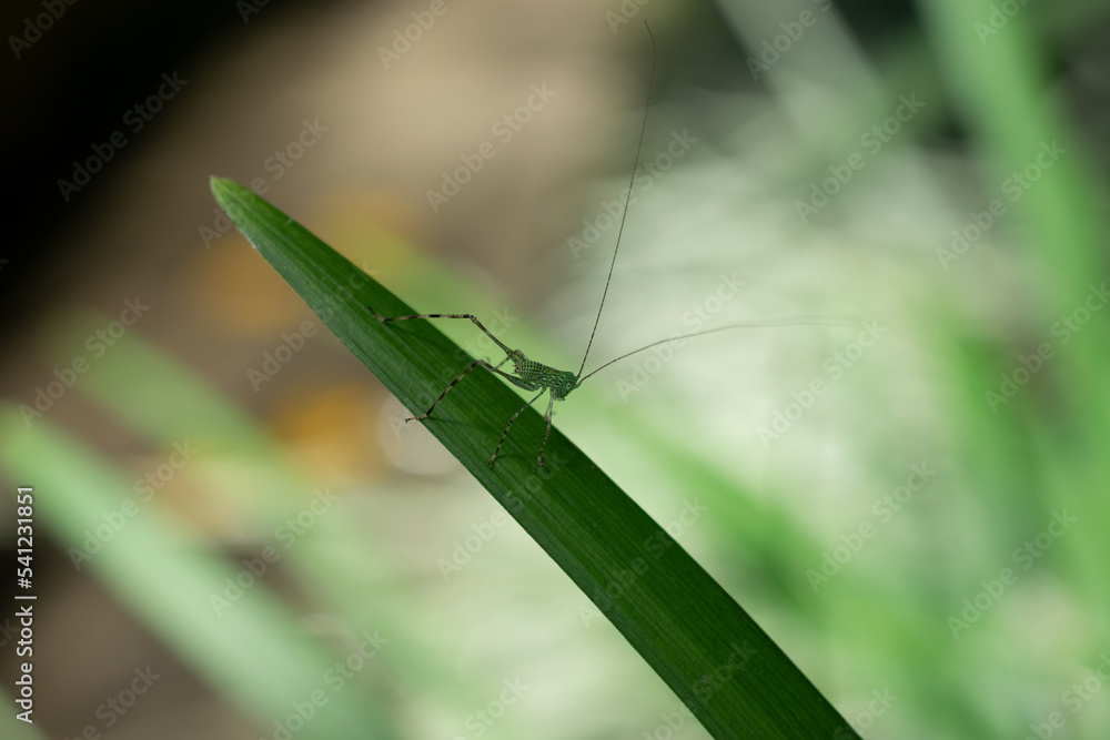 small green cricket perched on a long green leaf small green cricket perched on a long green leaf