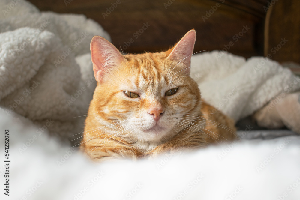 yellow tabby cat staring and resting on bed with fluffy blanket