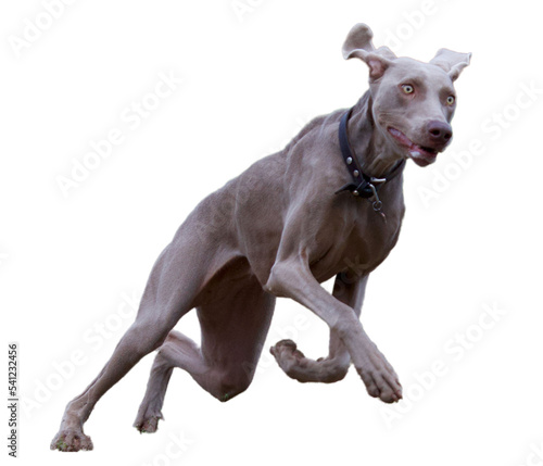 Funny running weimaraner dog with no backgrounds