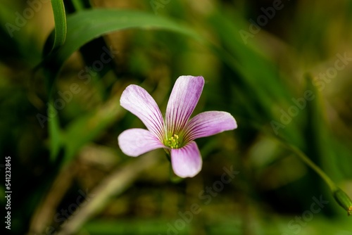 Closeup shot of a pink woodsorrel flower on a blurred background - oxalis corymbosa photo