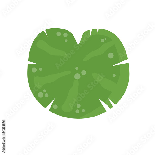 Water lily in pond. River plant. Green leaves. Nature of swamp, scenery of lake.