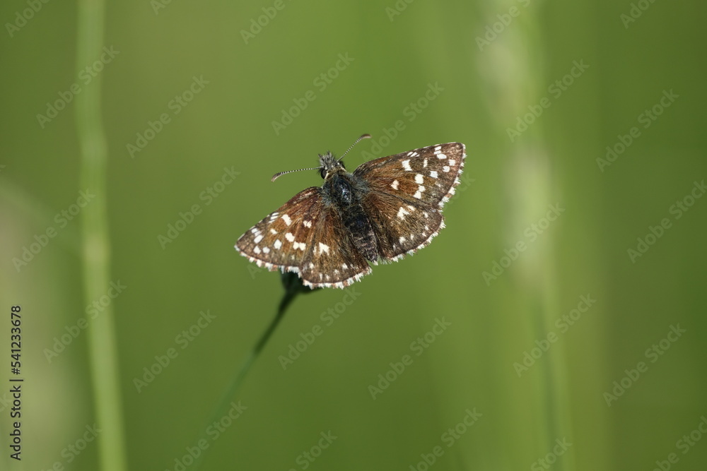 Tiny brown butterfly resting on a plant in nature
