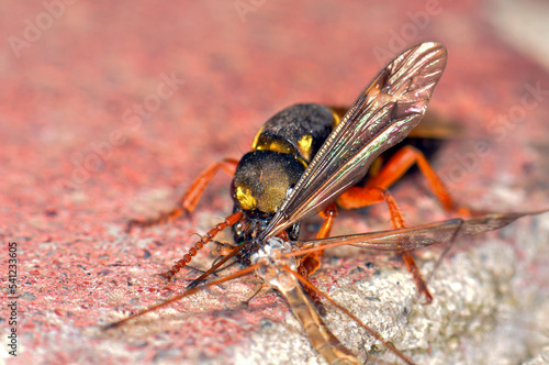 Staphylinidae or short-winged beetle eats a mosquito, Kharkiv, Ukraine