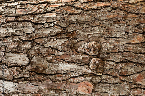 Rough Pine Tree Bark Texture