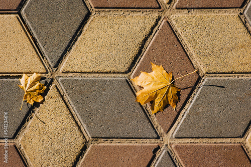 Pavement, road stone multi-colored tiles, road surface with yellow fallen maple leaves. Photo, top view.
