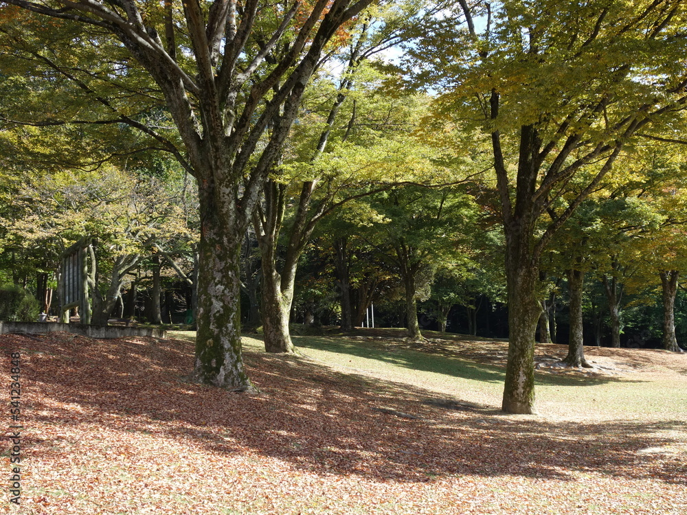 美しい紅葉に彩られた公園
