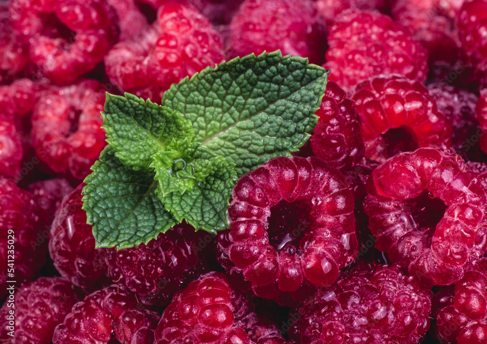Fresh ripe sweet raspberries and mint. Raspberry closeup