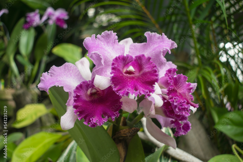 exotic catleya orchid grown in tropical garden exotic catleya orchid grown in tropical garden