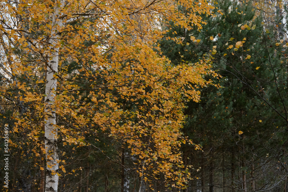 Mixed forest, nature and environment of central Russia, Moscow region. Autumn forest close up. Golden birch leaves next to green spruce or pine needles. Minimalistic background, no people. Mixed forest, nature and environment of central Russia, Moscow region. Autumn forest close up. Golden birch leaves next to green spruce or pine needles. Minimalistic background, no people.