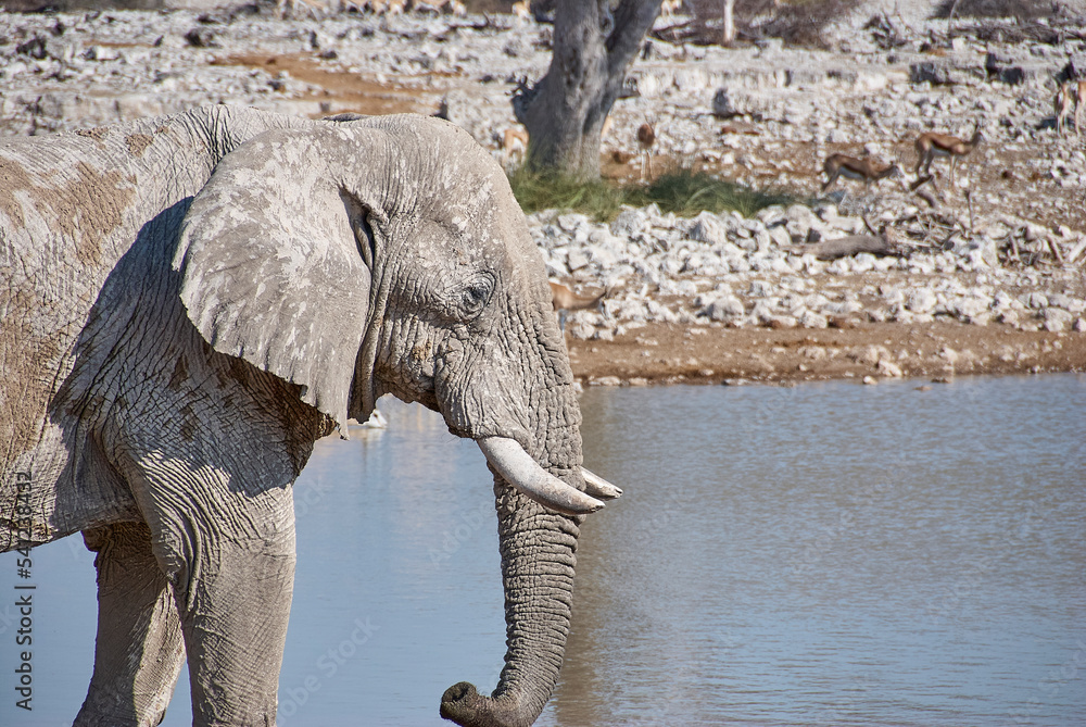 Fototapeta premium African Elephant at the Okaukuejo water hole in Etosha Namibia
