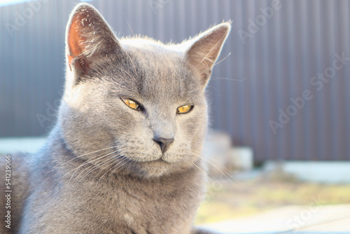 Portrait of a gray cat. Scottish Cat sitting on the wooden bench. Playful British Short Hair cat lying on garden decking