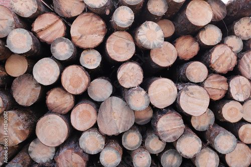 Texture background of wooden logs