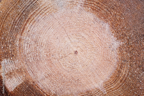 sawn wood background, closeup texture