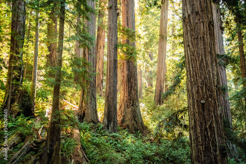 Redwood Dream © Trevor McBroom
