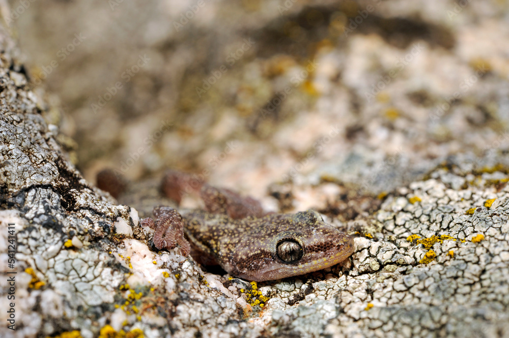 Naklejka premium Europäischer Blattfingergecko // European leaf-toed gecko (Euleptes europaea) - Sardinien, Italien