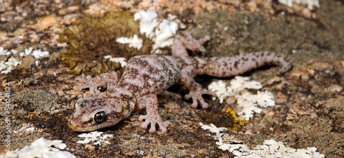 European leaf-toed gecko // Europäischer Blattfingergecko (Euleptes europaea) - Sardinia, Italy photo