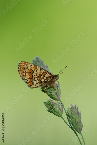 Vertical close up of a heath fritillary butterfly