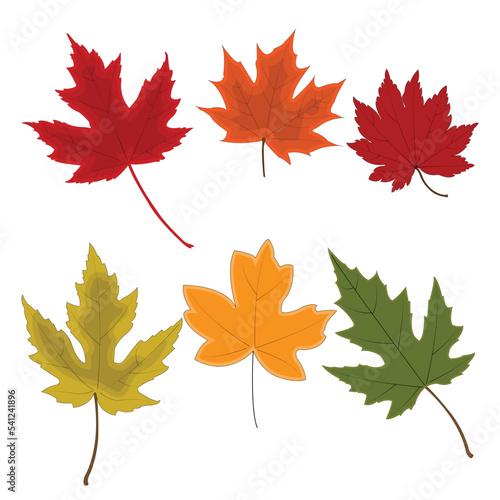 The design card element pattern for the leaf of maple in nature's autumn and Christmas  holiday in winter thanksgiving and celebrate in October of every year.