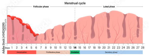 Menstrual cycle chart. Menstruation, proliferative ovulation and secretory phases. Follicular phase, ovulation and luteal phase.