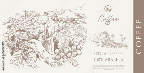 coffee packaging label of ink drawing on paper for promotion design. coffee promotion banner of coffee bean picker image in vintage style.