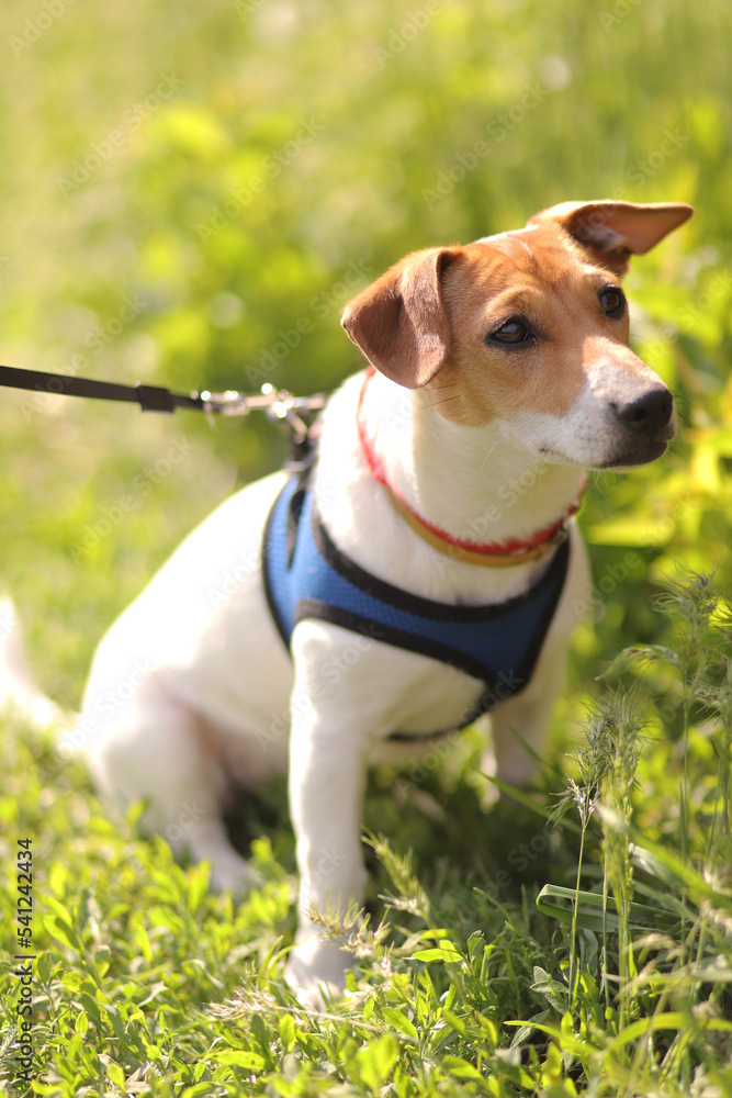 Jack russell puppy in the grass in the park. Vertical Orientation