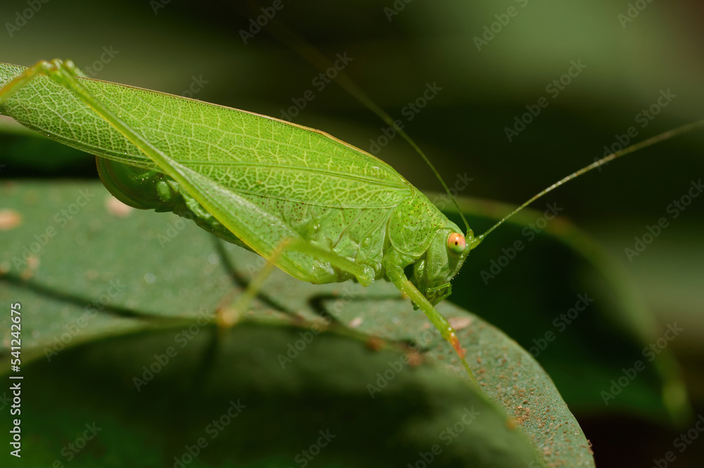 Grasshopper sitting on dark red plant Grasshopper sitting on dark red plant