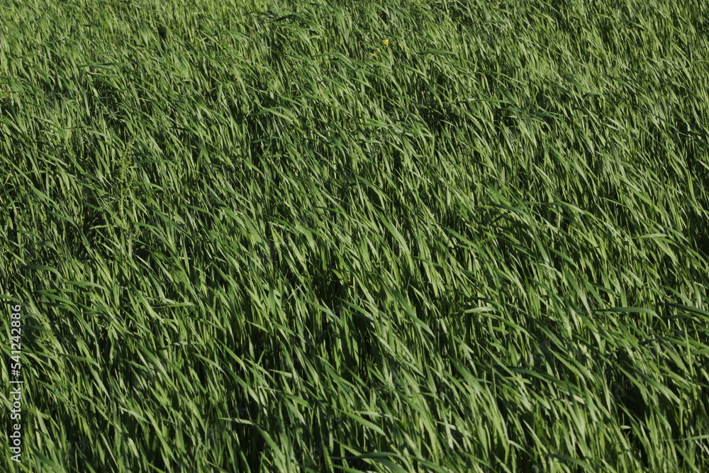 Festuca Arundinacea Palma, aka tall fescue a very popular high