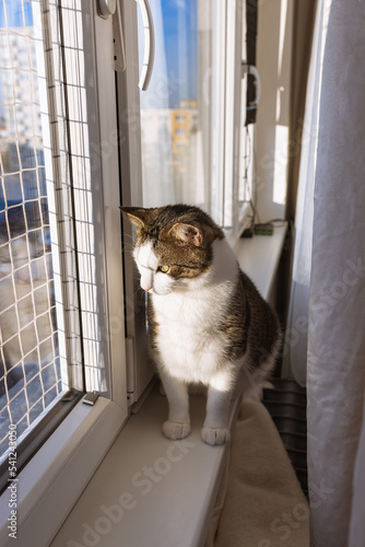 Fat cat sitting on sill on window with safety net