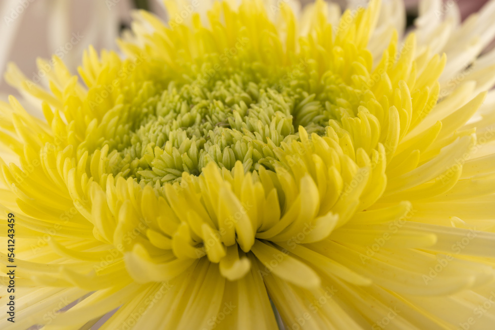 Yellow chrysanthemum head flower in close up. Creative autumn concept. Floral pattern, object. Yellow chrysanthemum head flower in close up. Creative autumn concept. Floral pattern, object.